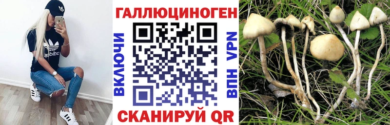 Псилоцибиновые грибы Psilocybe  Купить где  Челябинск 